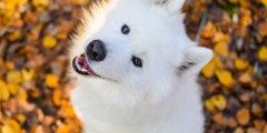 Dudenhofen Therapiehund Balu