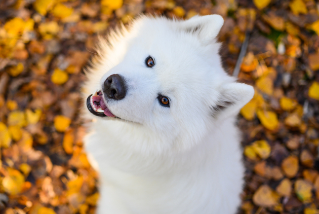 Dudenhofen Therapiehund Balu