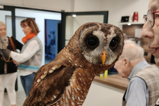 Eulenbesuch in Bensheim