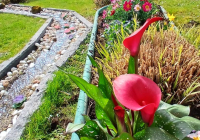 Dudenhofen Pflanzaktion 6.jpg