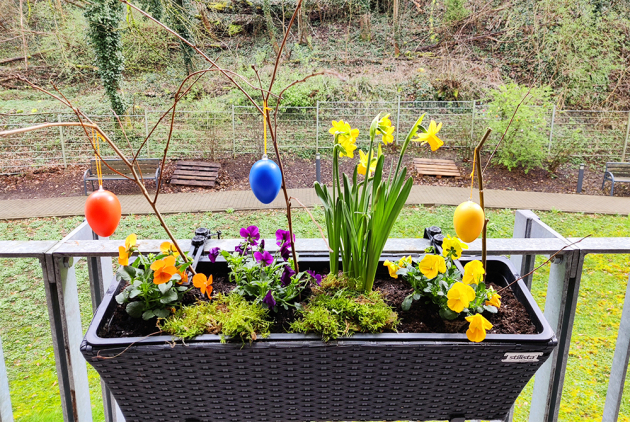 Bensheim Blumenpflanzen Ostern