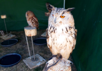 Dudenhofen Mittelalter-Sommerfest 2022 28.jpg