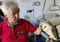 Bensheim Eulenbesuch 3.jpg