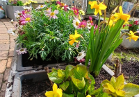 Dudenhofen Pflanzaktion 4.jpg