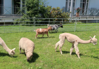 Dudenhofen Sommerfest_2021 2.jpg