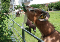 Dudenhofen Sommerfest_2021 4.jpg
