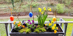 Bensheim Blumenpflanzen Ostern